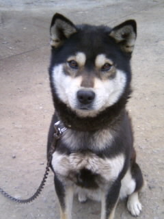 犬