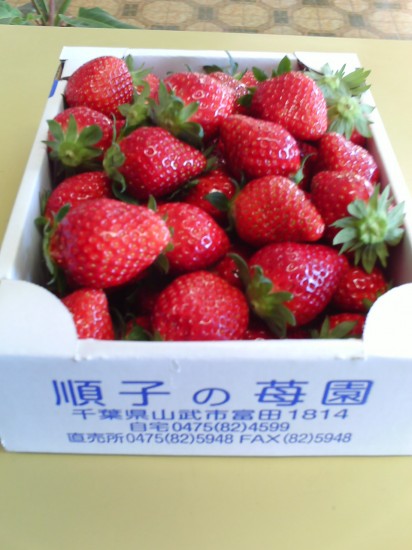 もぎたての苺